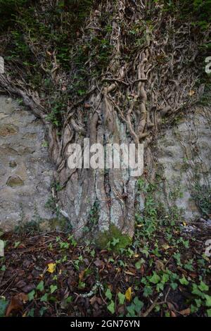 Ivy wächst in den Ruinen des Glynn Valley China Clay Works Temple Bodmin Moor Cornwall Stockfoto