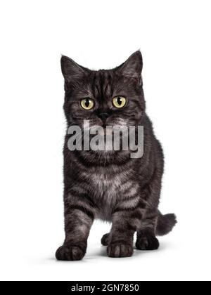 Cute Black Smoke Britische Kurzhaar-Katze, vorne stehend. Blick auf die Kamera. Isoliert auf weißem Hintergrund. Stockfoto