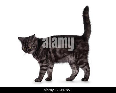 Cute Black Smoke British Kurzhaar Katze, stehend Seitenwege. Blick von der Kamera weg. Isoliert auf weißem Hintergrund. Stockfoto