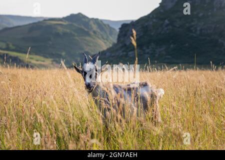 Feral Ziege grasen im Valley of the Rocks Lynton Devon England Stockfoto