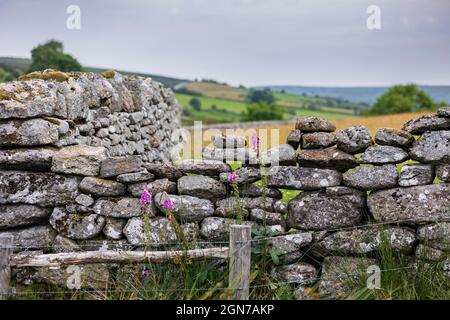 Traditionelle Trockensteinmauer Dartmoor Devon England Stockfoto