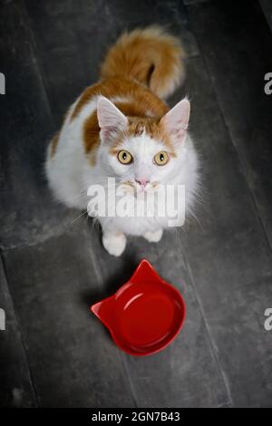 Nette Langhaarkatze, die neben einem Emmelgericht sitzt und lustig vor die Kamera schaut. Stockfoto