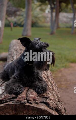 Kleiner Hund, der an einem sonnigen Tag im Stadtpark im Freien auf dem Holzbalken liegt. Stockfoto