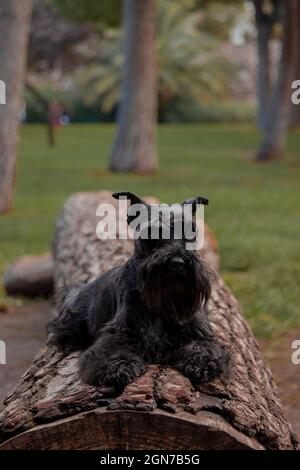 Kleiner Hund, der im Stadtpark im Freien liegt und auf die Kamera schaut, während er sich an einem sonnigen Tag auf dem Holzbalken ausruht. Stockfoto