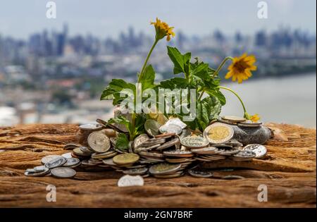 Bangkok, Thailand - Jun 25, 2020 : die Setzlinge, die auf dem Haufen von Münzen wachsen. Geld sparen lässt Geld wachsen. Selektiver Fokus. Stockfoto