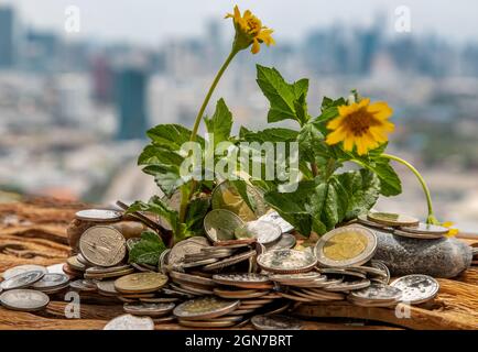 Bangkok, Thailand - Jun 25, 2020 : die Setzlinge, die auf dem Haufen von Münzen wachsen. Geld sparen lässt Geld wachsen. Selektiver Fokus. Stockfoto