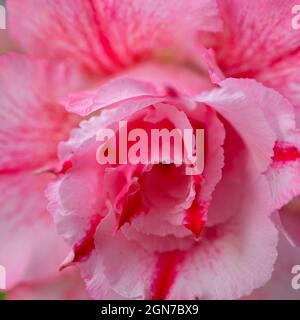 Schöne zarte Rosenblüte aus der Nähe, Makro. Blass rosa Farbe Rose duftende Blüten im Garten. Pastellrosa rote Blütenblätter Hintergrund. Stockfoto