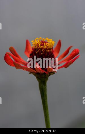 Leuchtend rote Gänseblümchen mit gelbem Staubgefäß isoliert auf einem einfachen Hintergrund für die Kopie Stockfoto