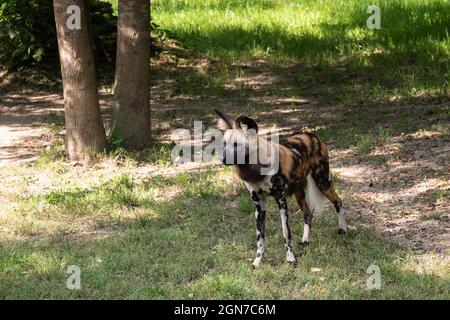 Kleiner afrikanischer Wildhund, der in einem Park spazierengeht Stockfoto