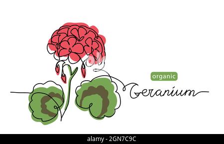 Geranium, Pelargonium Blume eine Linie Kunst Zeichnung. Einfache Vektorliniendarstellung mit Schriftzug organischer Geranie Stock Vektor