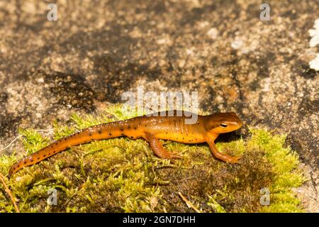 Östlicher Rotfleckiger Newt (Notophthalmus viridescens) Stockfoto