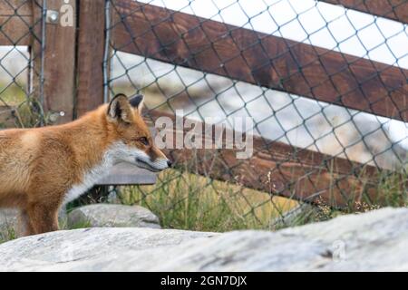 Red Fox vor dem Gitterzaun Stockfoto