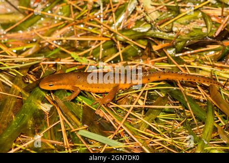 Östlicher Rotfleckiger Newt (Notophthalmus viridescens) Stockfoto