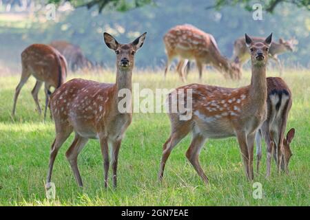 Siehst du mich an? Junge Damhirsche, die Ohren strichen, die Passanten beobachten, während sie füttern und die späte englische Herbstsonne genießen. Woburn, England. Stockfoto