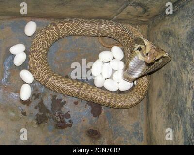 Cobra bewacht seine Eier, Naja naja, Mumbai, Maharashtra, Indien Stockfoto