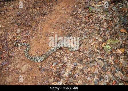 Indische Felspython, Python molurus molurus, Phansad, Maharashtra, Indien Stockfoto