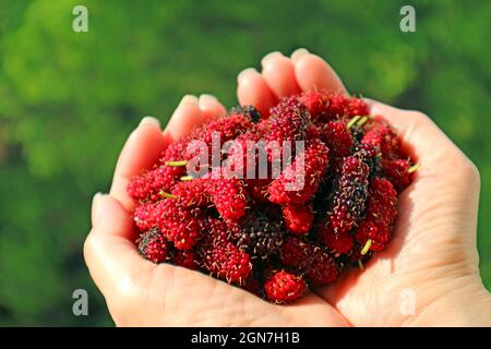 Eine Menge frisch gepflückter Maulbeerfrüchte in den Händen der Frau Stockfoto