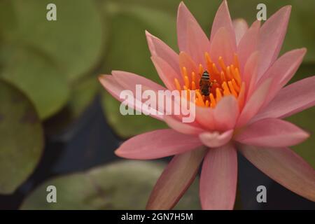 Seerose, Nymphaea, Hadshi, Pune Maharashtra, Indien Stockfoto