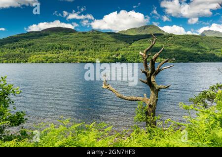 Entlang des West Highland Way in Schottland. Ein toter Baum am Ufer des Loch Lomond Stockfoto