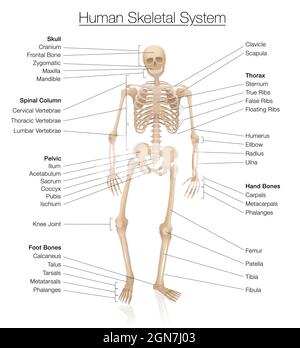 Diagramm des Skelettsystems. Menschliches Skelett, das mit den wichtigsten Knochen wie Schädel, Wirbelsäule, Becken, Thorax, Rippen, Brustbein, Hand- und Fußknochen. Stockfoto