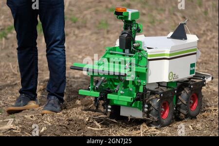 23. September 2021, Sachsen, Naundorf: Der Feldroboter OZ auf einer Technologieschau in einem Feld in Nordsachsen. Das Gerät kann selbstständig den Boden bearbeiten oder Unkraut entfernen. Bei der Präsentation des Projekts ' Landnetz meets Feldschwarm' wurden digitale Lösungen für die moderne Landwirtschaft gezeigt. Das Projekt wird unter anderem von der Technischen Universität Dresden, dem Fraunhofer-Institut für Verkehrs- und Infrastruktursysteme und dem Sächsischen Landwirtschaftsministerium durchgeführt. Foto: Sebastian Willnow/dpa-Zentralbild/dpa Stockfoto