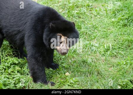 Andenbär (Brillenbär) Stockfoto