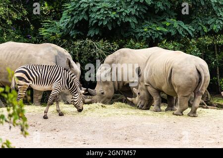 Die Gruppe der Nashörner und des Zebras, die auf dem Feld fressen Stockfoto