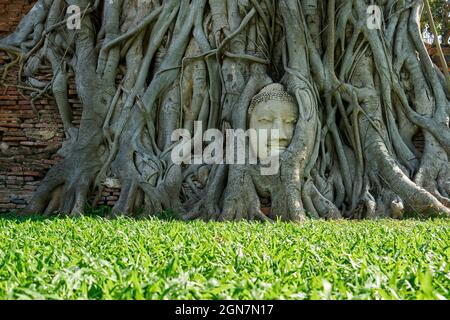 AYUTTHAYA, THAILAND: Der berühmte Stein-Buddha-Kopf, verschlungen in Banyan-Baumwurzeln im Wat Mahathat, Stockfoto