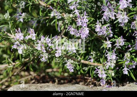 Rosmarinbusch mit kleinen Blüten Stockfoto