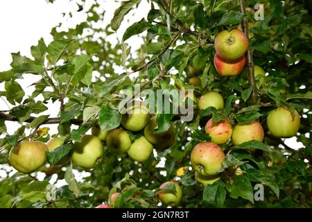 Apfelbaum in Nahaufnahme (Malus domestica) Stockfoto