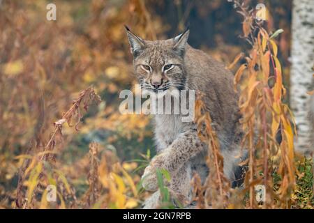 Der eurasische Luchs - Lynx Luchs - ausgewachsenes Tier, das in einer herbstlichen Vegetation läuft Stockfoto