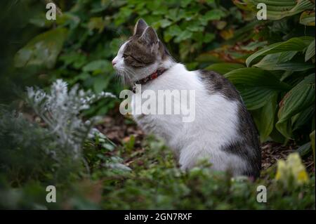 Katze mit Kragen auf Rasen. Kleine Katze mit rotem Kragen sitzt im grünen Gras. Katze mit Outdoor-Toilette auf dem Rasen Stockfoto