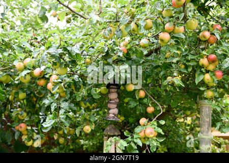 Apfelbaum in Nahaufnahme (Malus domestica) Stockfoto