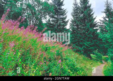 Rosa lila Blume blüht im Vorderteil. Blumenfeld dahinter Stockfoto