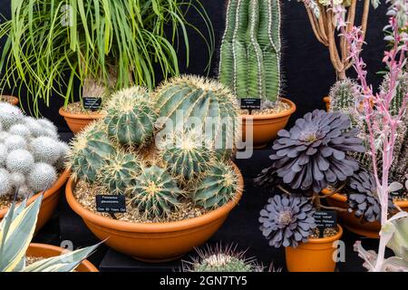 Ottershaw Kakteen Goldmedaillengewinnerausstellung im Großen Pavillon auf der RHS Chelsea Flower Show, Royal Hospital Chelsea, London SW3, September 2021 Stockfoto