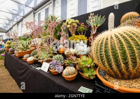 Ottershaw Kakteen Goldmedaillengewinnerausstellung im Großen Pavillon auf der RHS Chelsea Flower Show, Royal Hospital Chelsea, London SW3, September 2021 Stockfoto