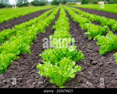 Kommerzieller Salatanbau in landwirtschaftlichen Feldern in Lancashire, England, Großbritannien. Salat wird in langen, geraden Reihen über das Feld angebaut. Stockfoto