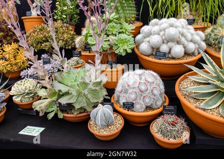 Ottershaw Kakteen Goldmedaillengewinnerausstellung im Großen Pavillon auf der RHS Chelsea Flower Show, Royal Hospital Chelsea, London SW3, September 2021 Stockfoto