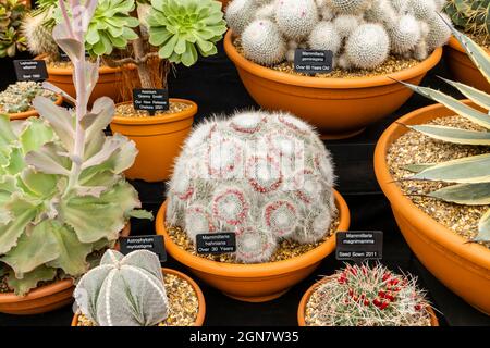 Ottershaw Kakteen Goldmedaillengewinnerausstellung im Großen Pavillon auf der RHS Chelsea Flower Show, Royal Hospital Chelsea, London SW3, September 2021 Stockfoto