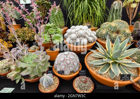 Ottershaw Kakteen Goldmedaillengewinnerausstellung im Großen Pavillon auf der RHS Chelsea Flower Show, Royal Hospital Chelsea, London SW3, September 2021 Stockfoto