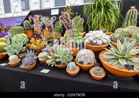 Ottershaw Kakteen Goldmedaillengewinnerausstellung im Großen Pavillon auf der RHS Chelsea Flower Show, Royal Hospital Chelsea, London SW3, September 2021 Stockfoto