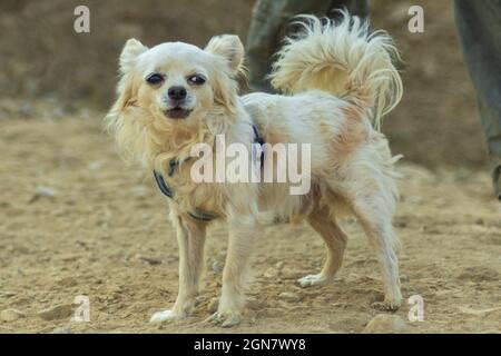Nahaufnahme eines weißen und braunen chihuahua im Freien. Speicherplatz kopieren. Stockfoto