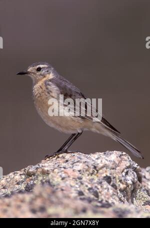 Buff-bellied Pieper - Anthus rubescens Stockfoto