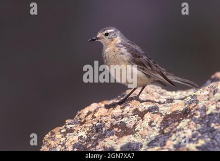 Buff-bellied Pieper - Anthus rubescens Stockfoto