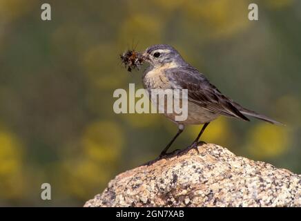 Buff-bellied Pieper - Anthus rubescens Stockfoto