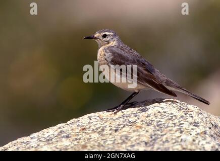 Buff-bellied Pieper - Anthus rubescens Stockfoto