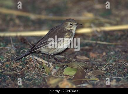 Buff-bellied Pieper - Anthus rubescens Stockfoto