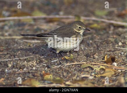 Buff-bellied Pieper - Anthus rubescens Stockfoto