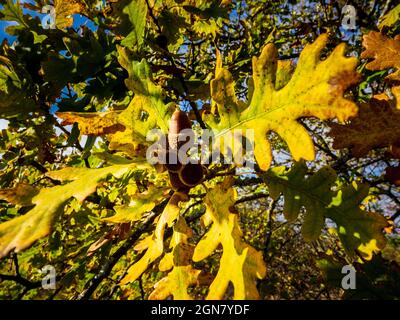 Braune Eicheln auf einem Eichenzweig im Wald.Jahreszeiten, Herbstzeit Stockfoto