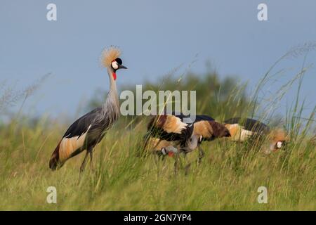 Grauer Kronenkranich - Balearica regulorum, schöner großer Vogel aus afrikanischen Savannen, Murchison Falls, Uganda. Stockfoto